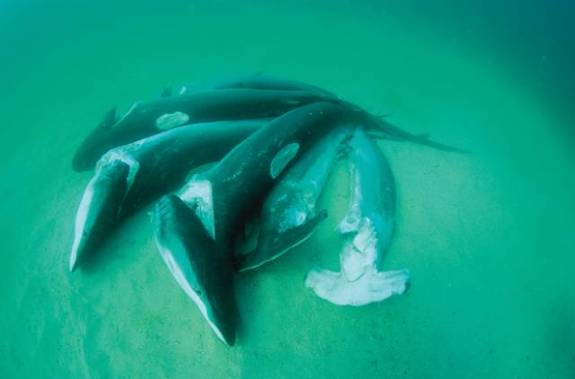 Stop FedEx from shipping shark fins | Shop for your Cause