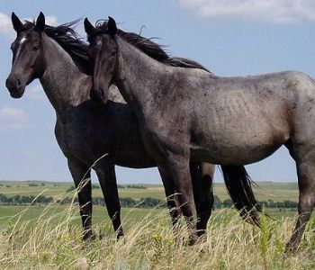 Missouri Forget Me Not Horse Rescue