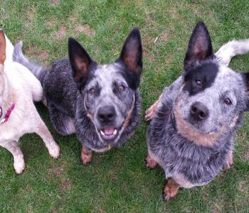 Ohio Cattle Dog Rescue Team