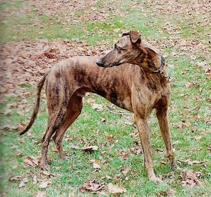 American Lurcher Project