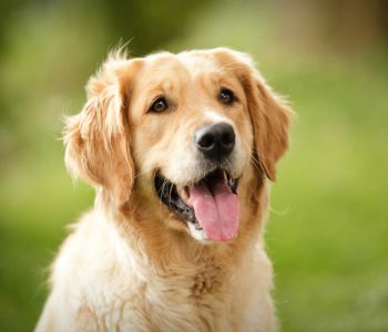 Gulf South Golden Retriever Rescue Inc