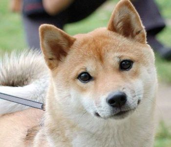 Shiba Inu Rescue of Texas