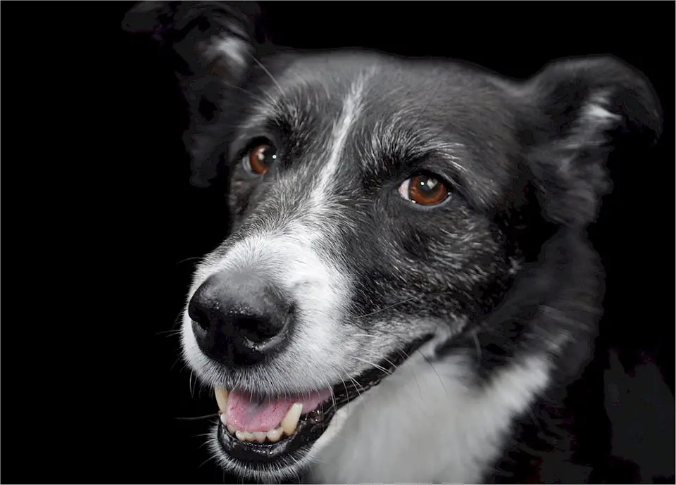 Border Collie Lab Mix Shop For Your Cause