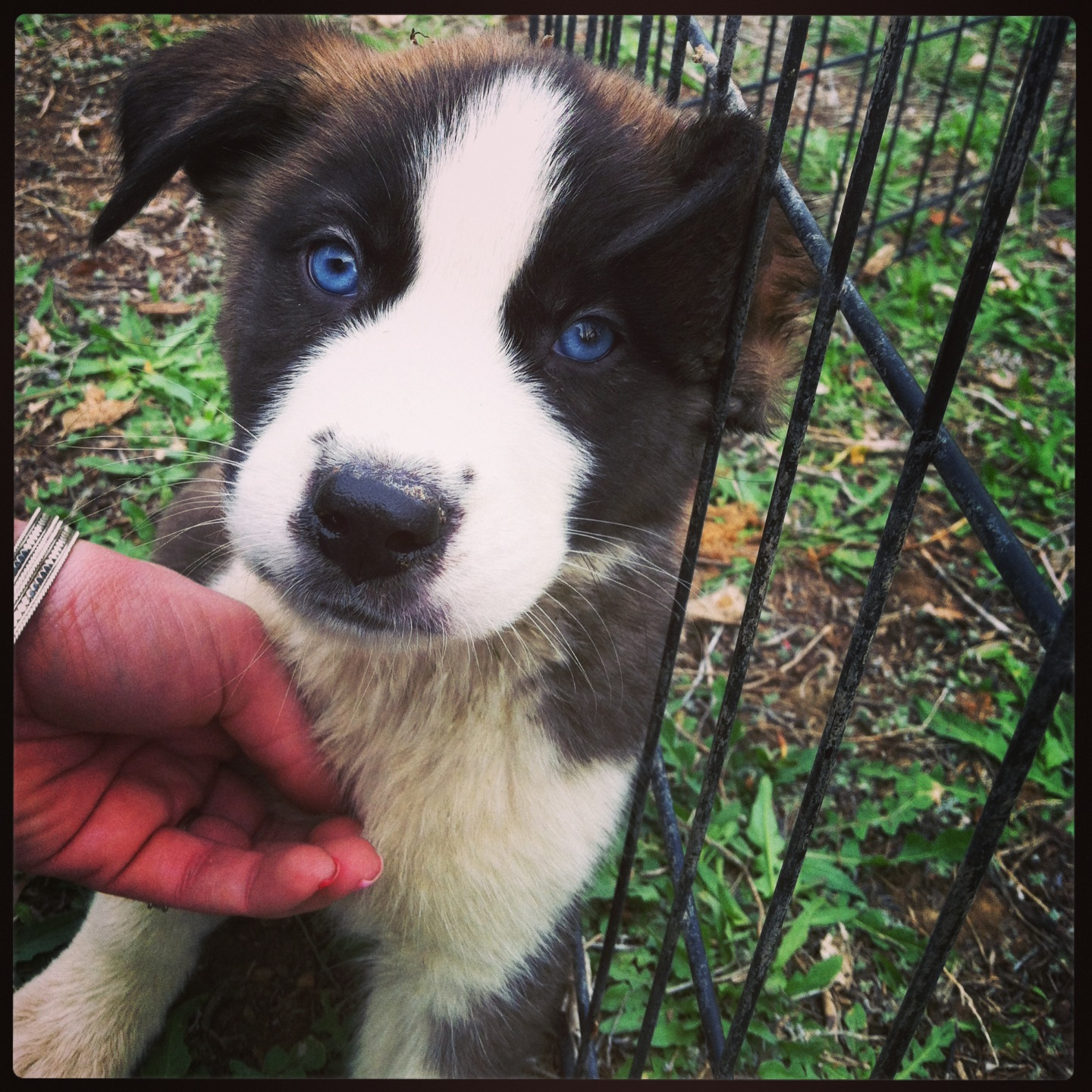 st bernard and husky