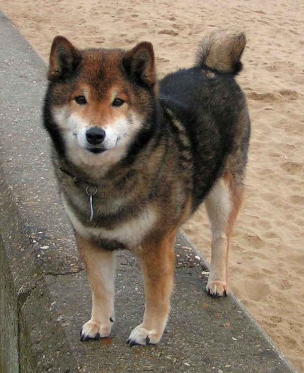 shiba inu and husky mix