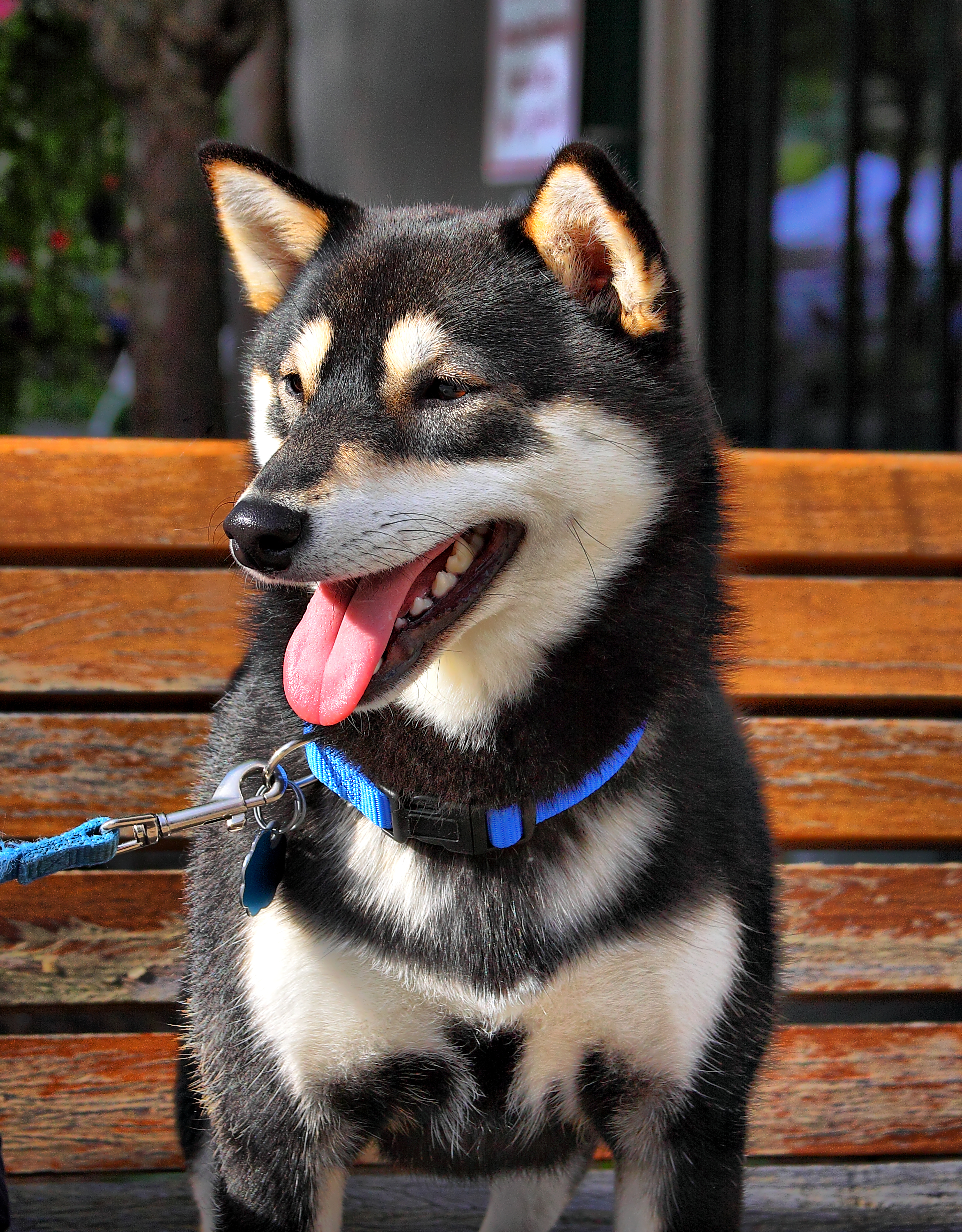 husky inu puppies for sale