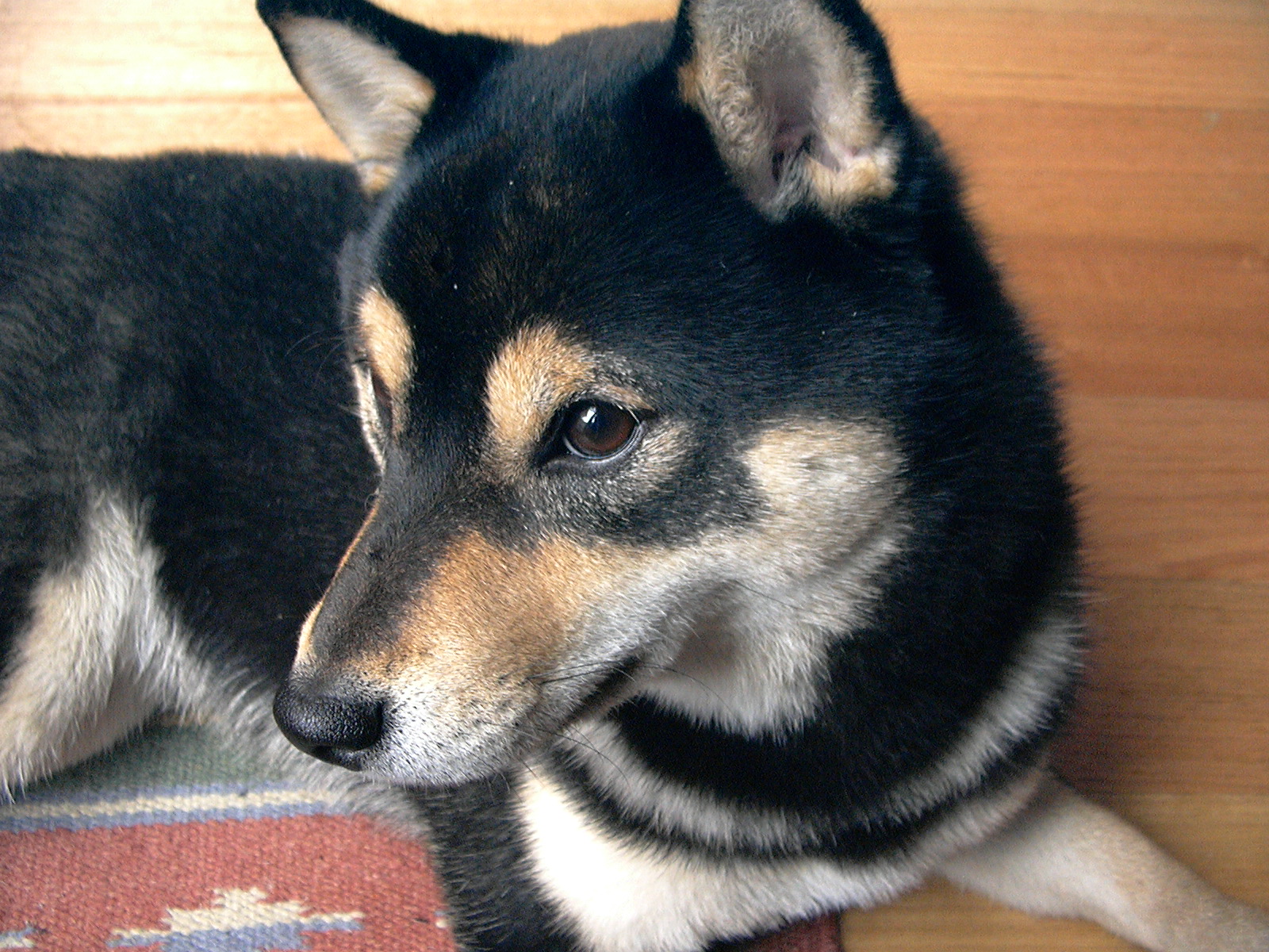 shiba german shepherd mix