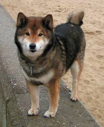 akita mixed with husky