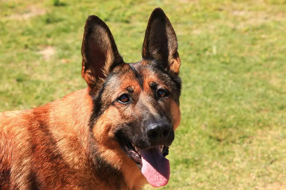 Here are some pictures of the German Shepherd Belgian Malinois Mix.