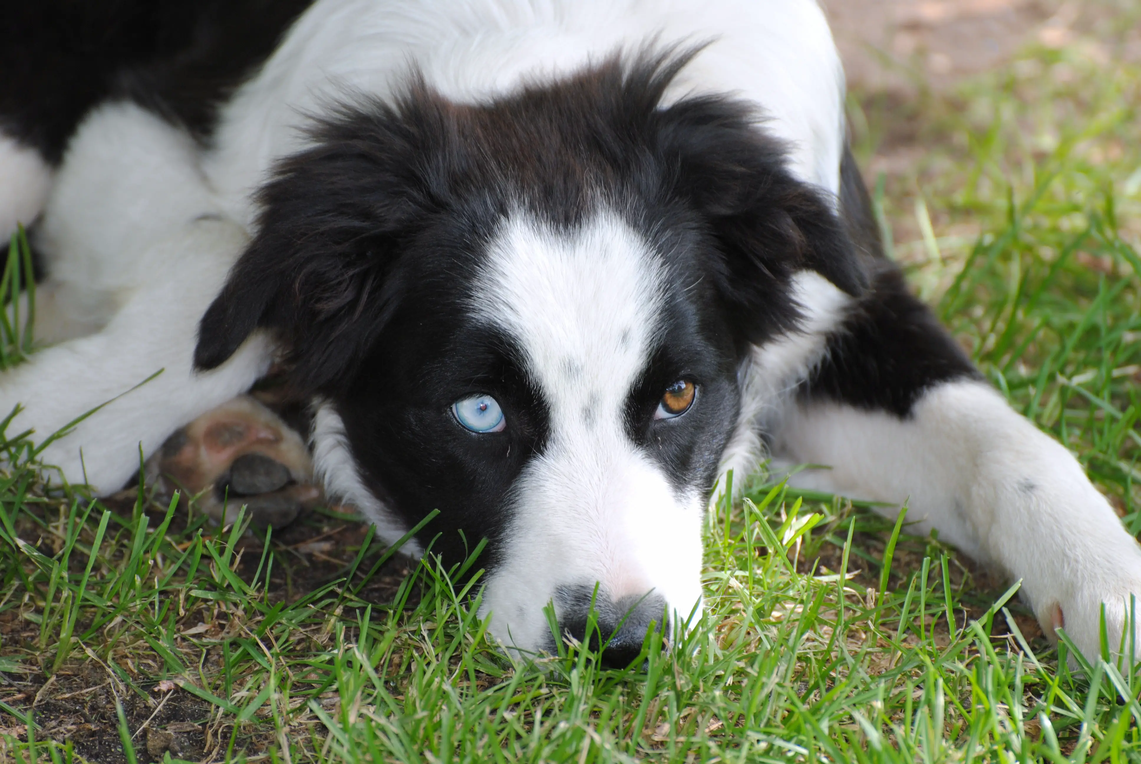 Border Collie Husky Mix Shop for your Cause