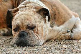 bulldog mixed with german shepherd