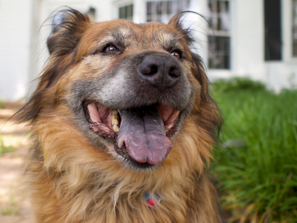 45+ German Shepherd Chow Chow Mix Black