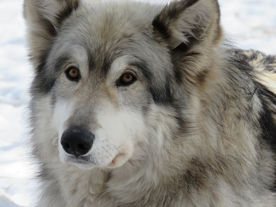 husky x collie