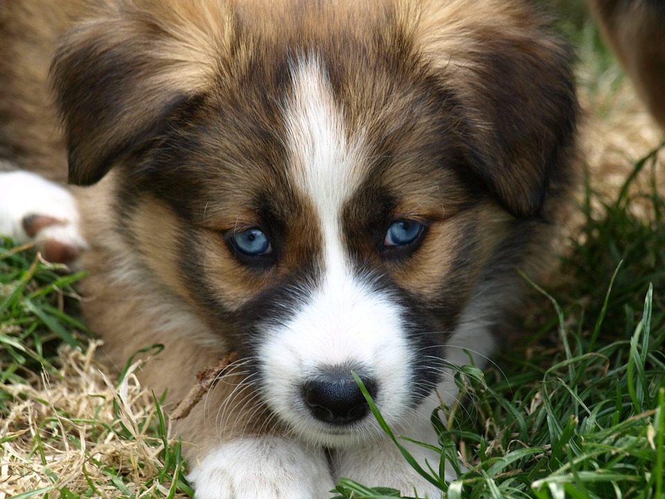 border collie husky mix puppies for sale