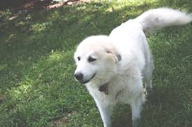 great pyrenees x german shepherd