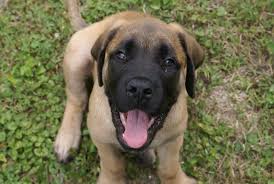 German Shepherd Mastiff Mix | Shop for your Cause