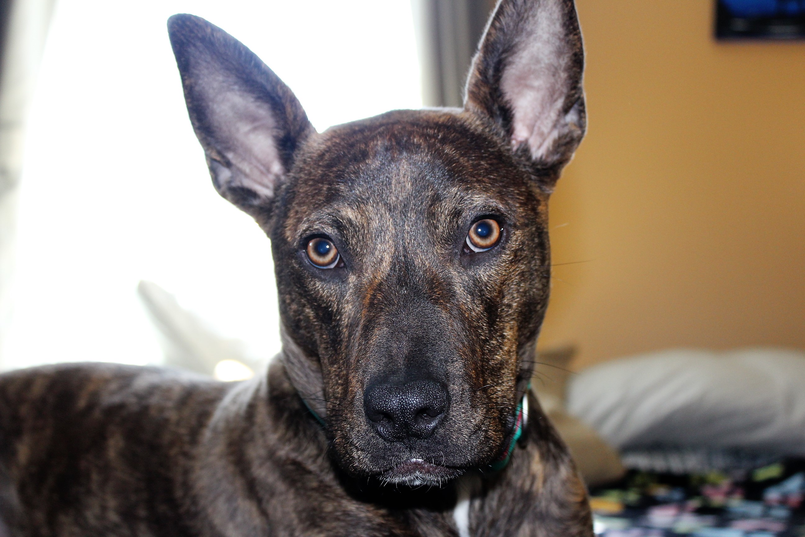 german shepherd pitbull mix brindle