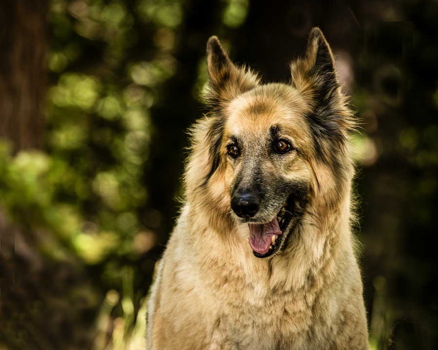 irish wolfhound alsatian cross