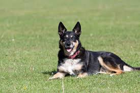 australian shepherd german pointer mix