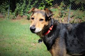 ridgeback german shepherd