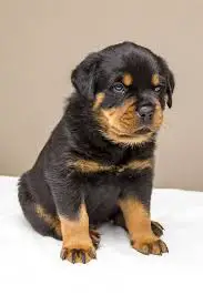 Rottweiler Husky Mix Shop For Your Cause