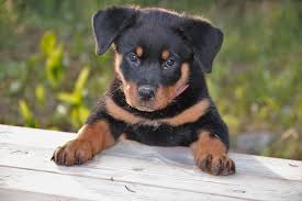 rottweiler mix husky puppies