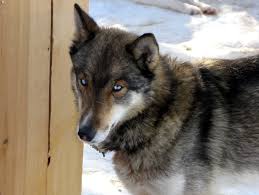 husky wolf mix