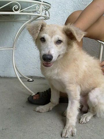 German Shepherd Pomeranian Mix