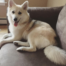 Pomeranian Husky - Pomsky