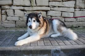 Alaskan Malamute