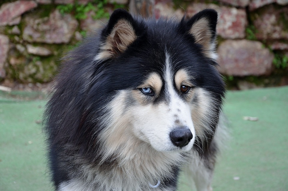 newfie husky mix