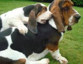 Basset Hound