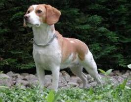 Beagle