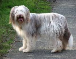 Bearded Collie 