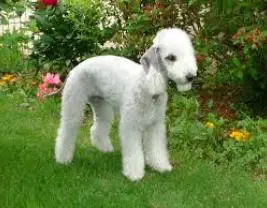 Bedlington-Terrier