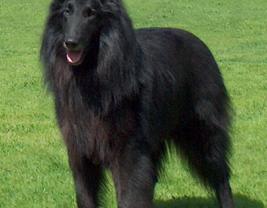 Belgian Sheepdog