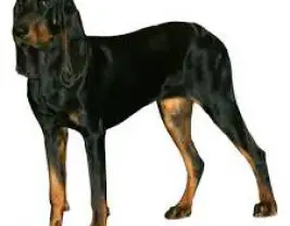 Black and Tan CoonHound