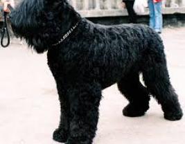 Black Russian Terrier