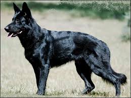 Black German Shepherd