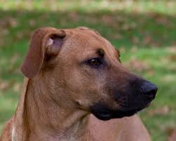 Black Mouth Cur