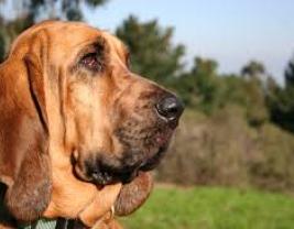 Bloodhound