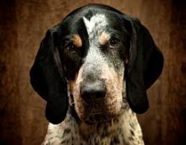 Bluetick Coonhound