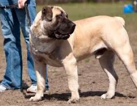 Boerboel