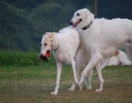 Borzoi