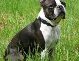 Boston Terrier