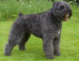 Bouvier des Flanders