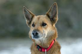 German Shepherd Boxer Mix 