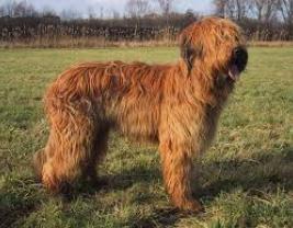 Briard