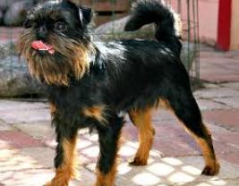 Brussels Griffon 