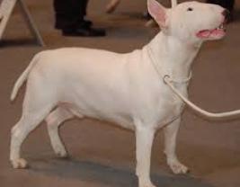 Bull Terrier